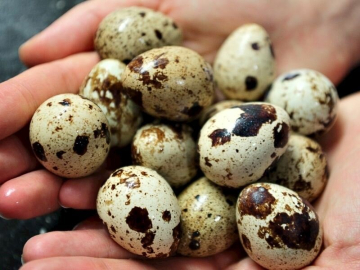 Bıldırcın yumurtasının faydaları 