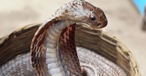 Yılanlara fısıldayan adam 