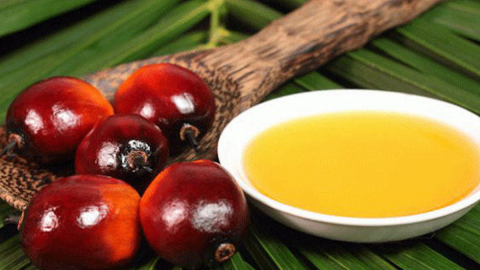 Palm yağı nedir? Sağlığa zararlı mı? İşte Palm gerçeği!