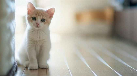 İğrenç olay! 'Kedileri beslersiniz' diyerek...