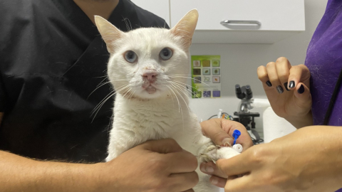 7. kattan düşen kedi ölümden döndü 