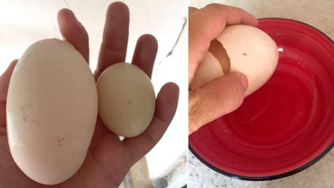 Yumurtanın içinden çıkan hayrete düşürdü!