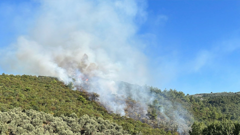 Bursa'da orman yangını 