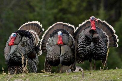 Hindiler bir mahalleyi istila etti