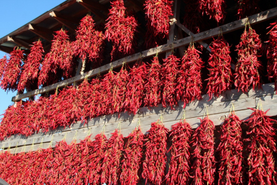 153 yıldır aynı tohumdan üretiyorlar 