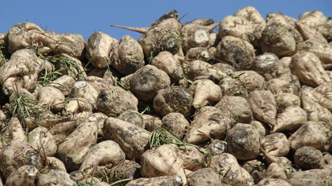 Şeker pancarı alım fiyatı belli oldu