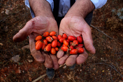 Zorlu arazilerde toplanmaya başlandı