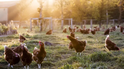 Kümesinizdeki bir tavuk aniden horoza dönüşebilir mi?