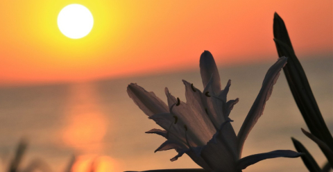 Bu çiçeklere dokunan yandı cezası...