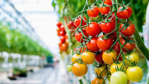 İşte domatesin mucizevi faydaları