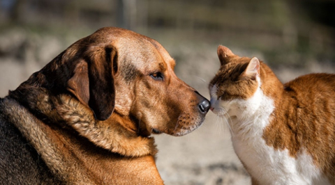 Sokak hayvanlarına şiddet bitmiyor!