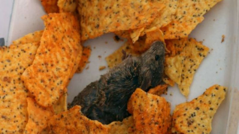 Cipsten fare çıktı!