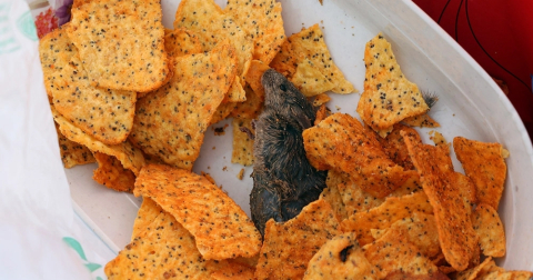 Cips paketinden çıkan fare hastanelik etti