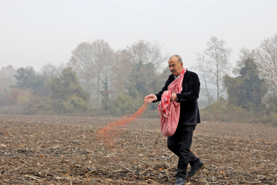 Buğday tohumları toprakla buluştu