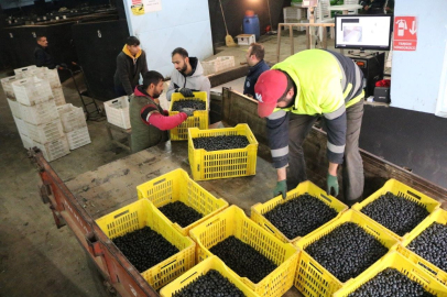 Marmarabirlik’ten 162 milyon liralık ödeme