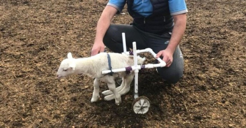 Felçli kuzuya yürüteç yaptı