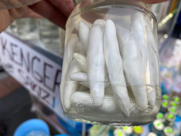 Kenger sakızının sağlığa faydası saymakla bitmiyor