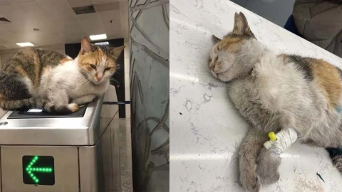 Vezneciler'in ünlü kedisini öldürmüştü...