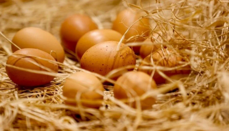 Yumurta üstündeki rakamlar ne anlama geliyor?