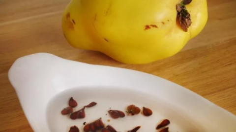 Ayva çekirdeği jeli nasıl yapılır, nasıl kullanılır? Ayva çekirdeği jelinin faydaları nelerdir?