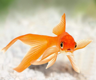 Balıklar fotoğraflarda kendini tanıyabiliyor