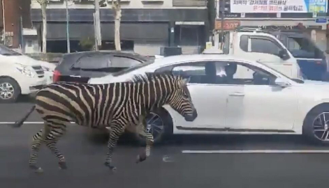 Hayvanat bahçesinden kaçan zebra şehre indi