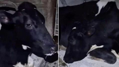 Sağılma zamanı gelince uyuma numarası yapıyor