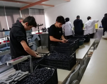 MTAL'den sofralara zeytin