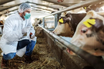 Şap hastalığı alarm veriyor