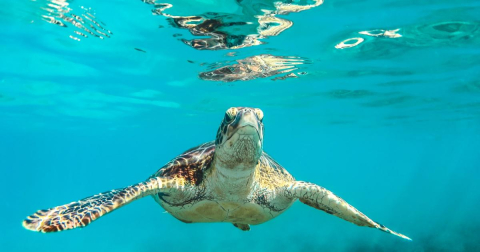 Nesli tükenme tehlikesi bulunan 12 deniz canlısı