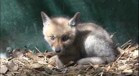 Yol yapım çalışması sırasında bulundu