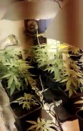 Ev değil uyuşturucu serası!