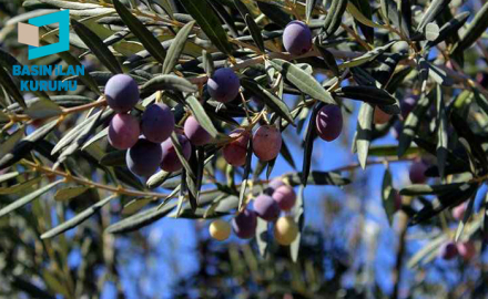 İcradan satılık 541.24 m² bağ ve zeytinlik