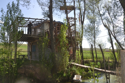 Ağaçtaki tabut görenleri şaşkına çeviriyor