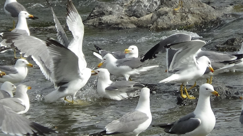 Martılar kefal için kavga etti!