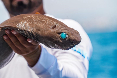 ‘Işık saçan’ köpekbalığı Antalya açıklarında görüldü