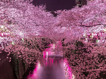 Doğum ayınıza göre siz hangi ağaçsınız?