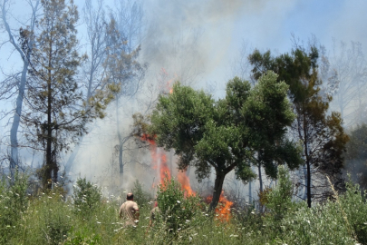 2 dönüm kızıl çam ormanı yok oldu!