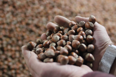 Fındık fiyatları yükselişe geçti