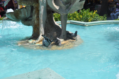 Onlar da serinlemenin yolunu buldu