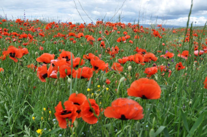 Kars'ta renk cümbüşü
