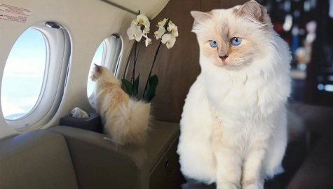 Dünyanın en zengin kedisi: Serveti dudak uçuklattı!