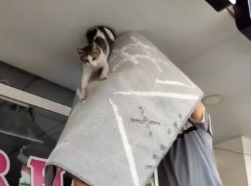 Haylaz kedi zor anlar yaşattı