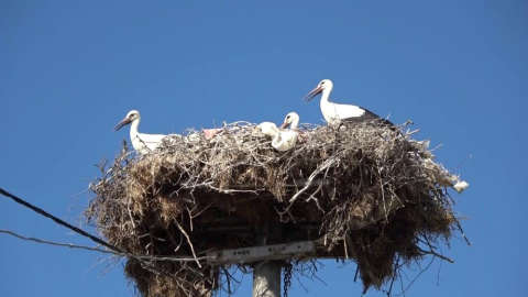 Yaren leylek dostunun bahçesinde yavrularını büyütüyor