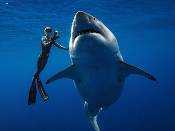 Dünyanın en tehlikeli hayvanları