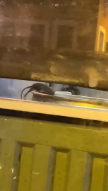 Börek tepsilerinde fareler cirit attı!