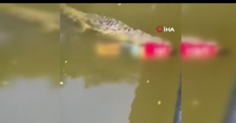 Genç futbolcuyu timsah kaptı