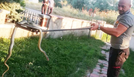 Yılan, araba motorunu yuvası belledi