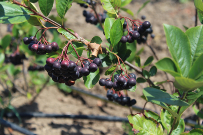 Aronya yetiştiriciliği yaygınlaşıyor