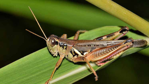 Cırcır böcekleri birer termometre mi?